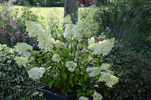 Obraz Hydrangea